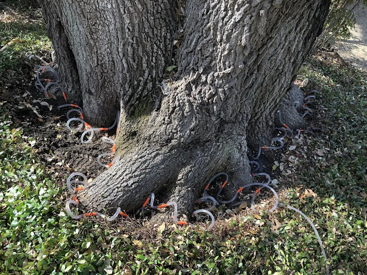Detailed Tree Cabling and Bracing job site in Idlewild