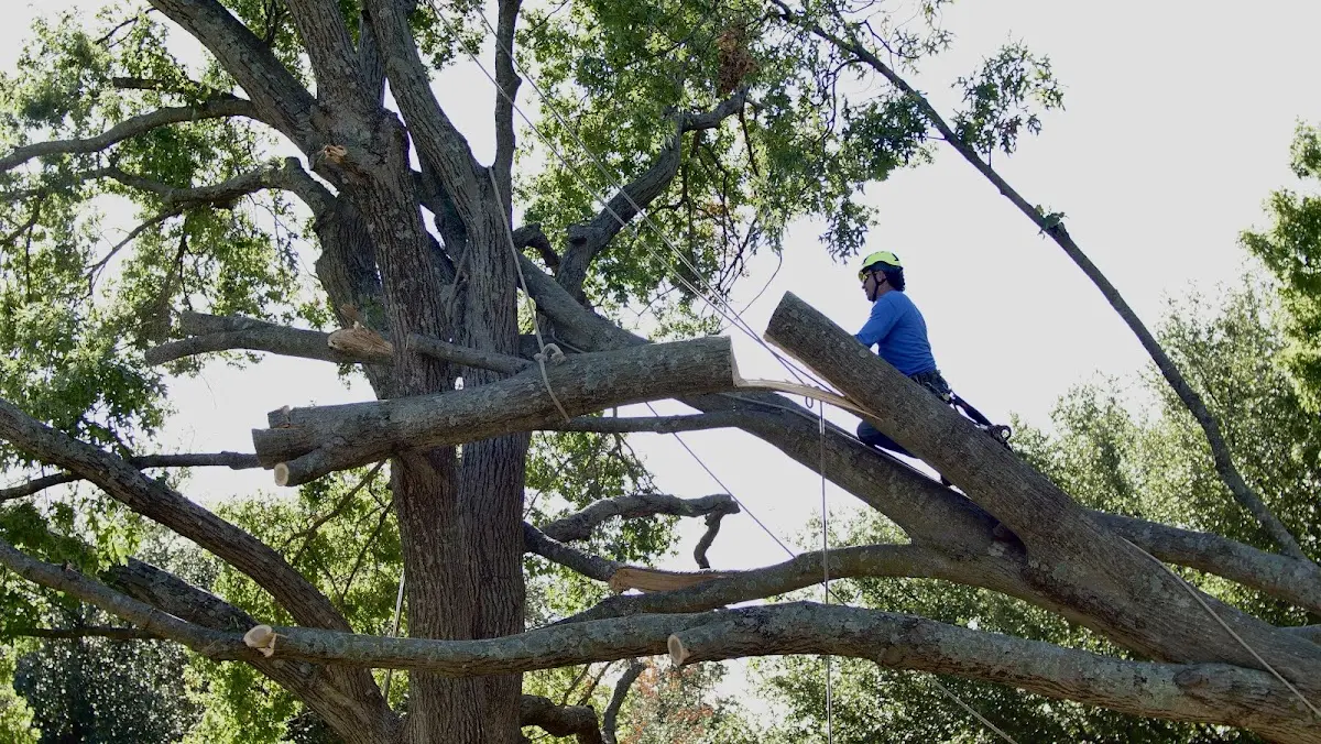 Professional Crown Thinning performed by certified arborists in Idlewild