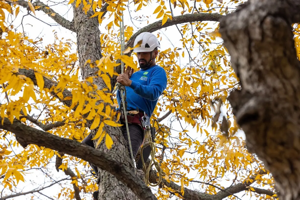 Skilled Storm Damage Cleanup crew working in Idlewild